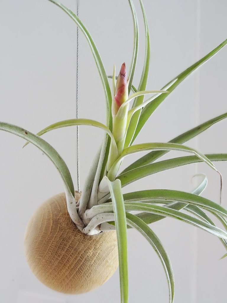 Let Your Plants Be Healthy and Your Home Trendy