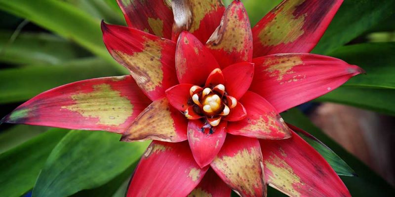 How to take care of your indoor Bromeliads