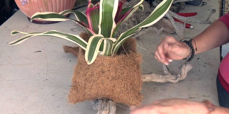 How to mount Bromeliads
