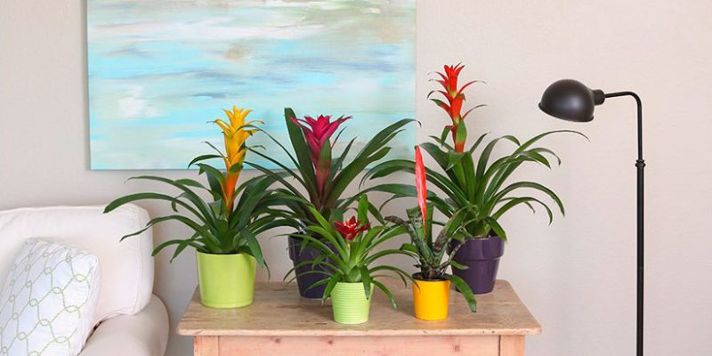 Tips for Using Bromeliads in Your Interior
